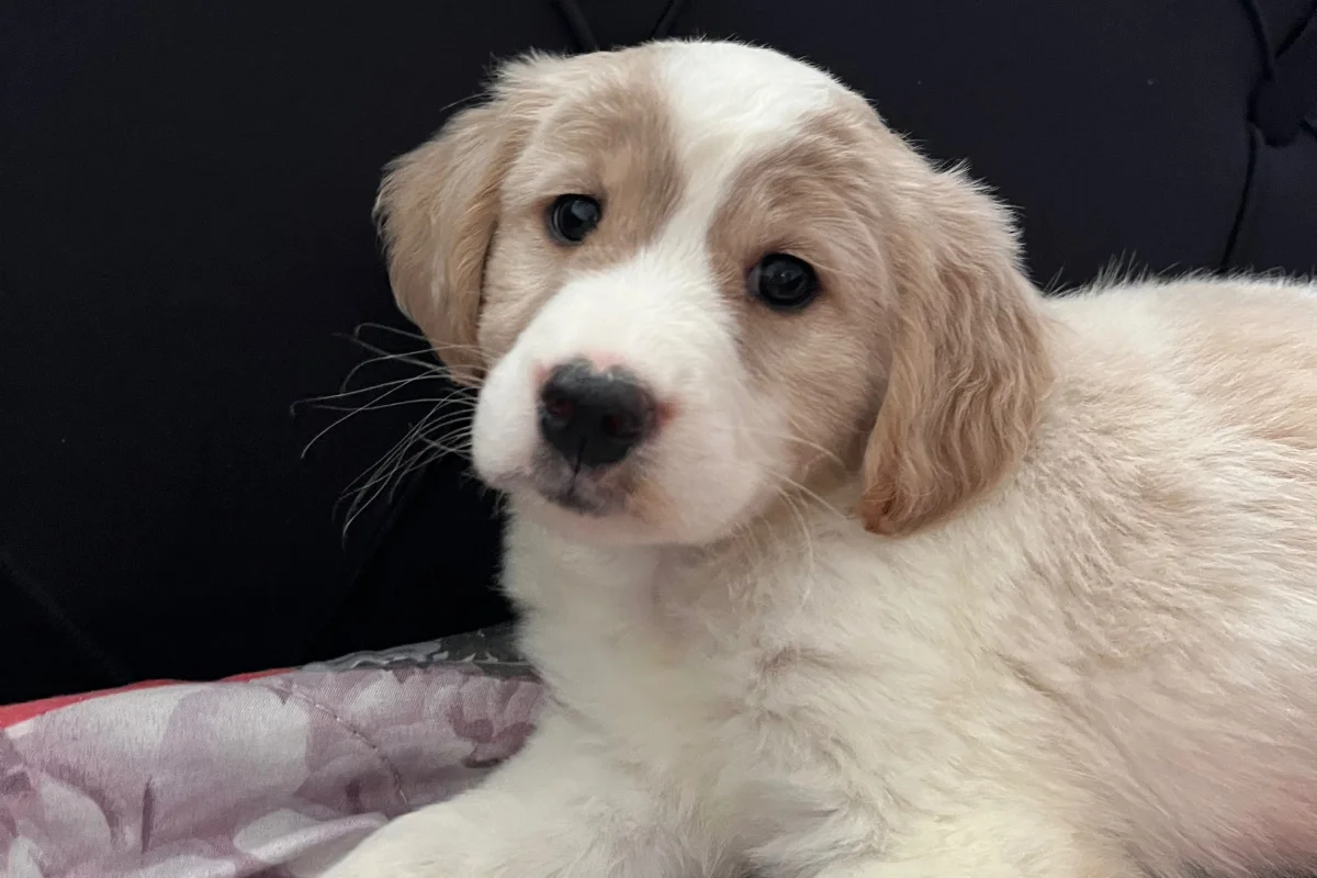 3 aylık dişi Golden Retriever 2