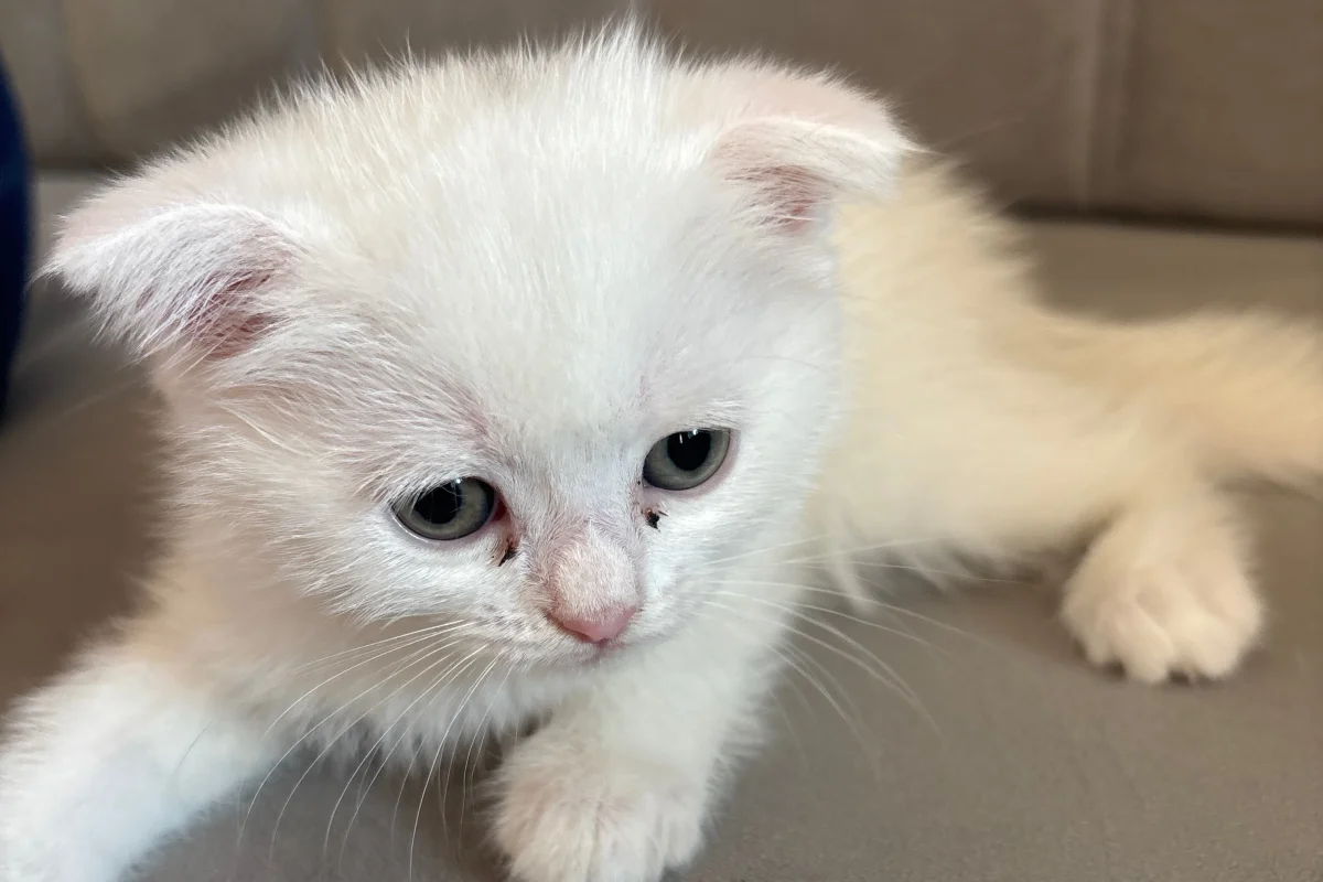 Scottish fold british shorthair 1