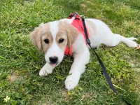 3 aylık dişi Golden Retriever