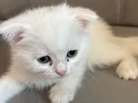 Scottish fold british shorthair