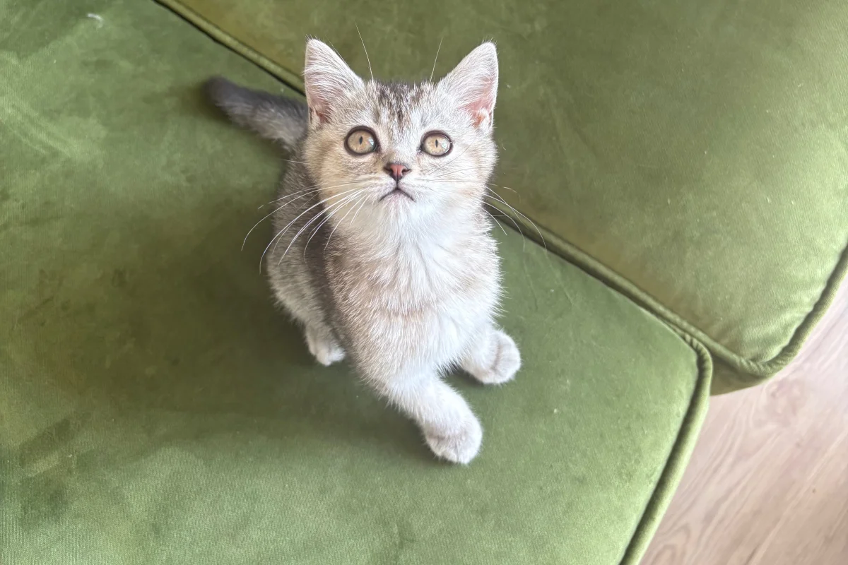 2 Aylık British ShortHair Silver Shaded 1
