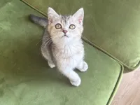 2 Aylık British ShortHair Silver Shaded