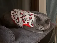 Evimizdeki 2. Kedi
