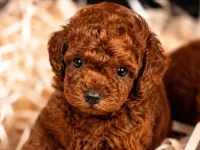 Kore kan toy Poodle yavrular
