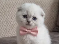 Top yüzlü bebeğim teslime hazır
