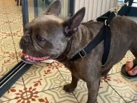SEVİMLİ DİŞİ FRENCH BULLDOG 1.5 YAŞINDA KOMPAKT EGZOTİK