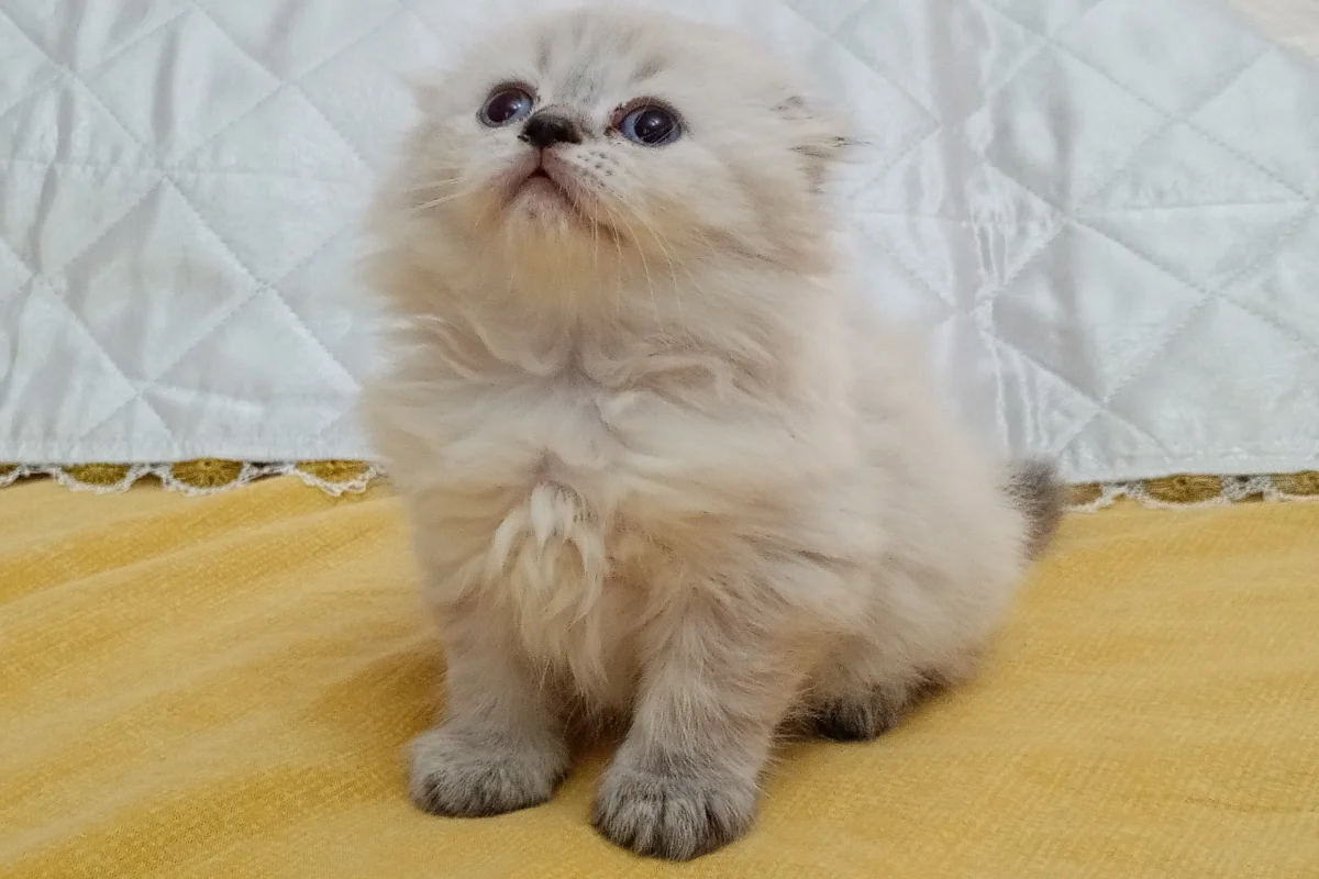 SAFKAN yavrular 1