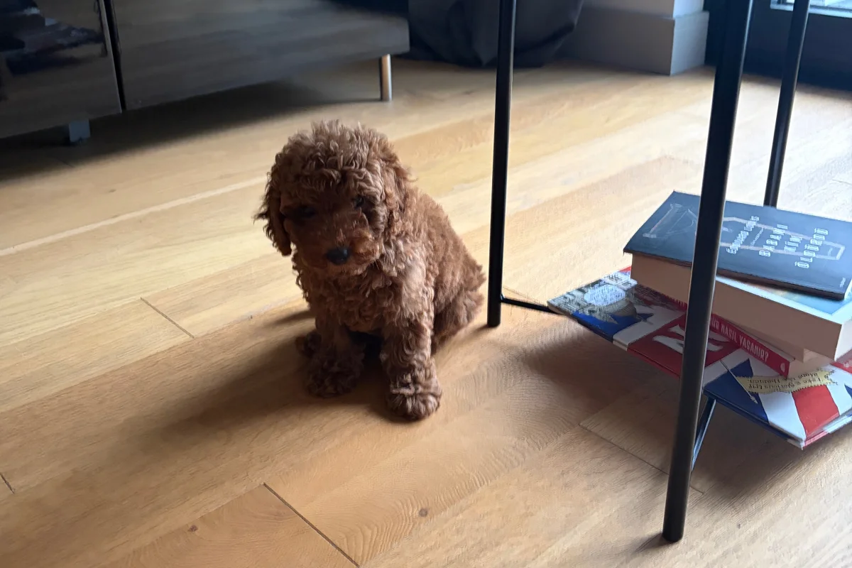 3 aylık yavru toy poodle 1