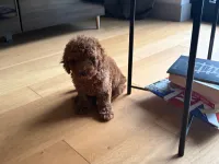 3 aylık yavru toy poodle