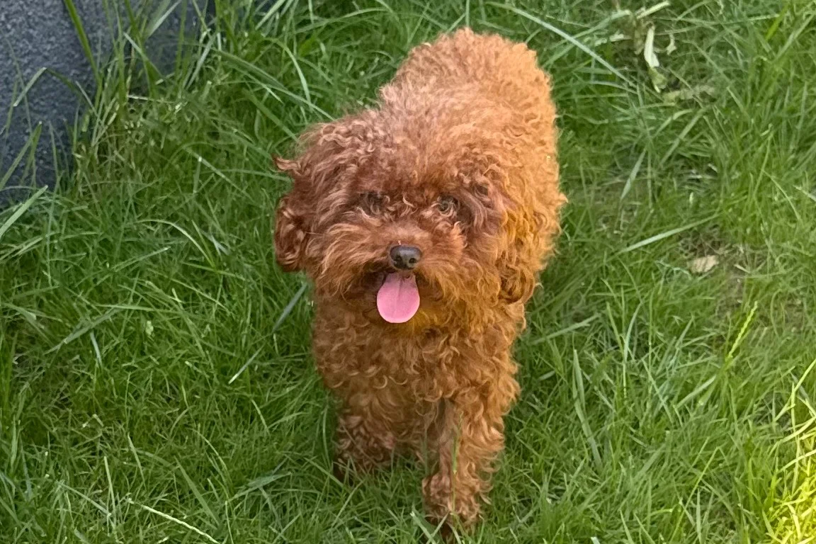 Micro toy poodle uygun fiyatlı 1
