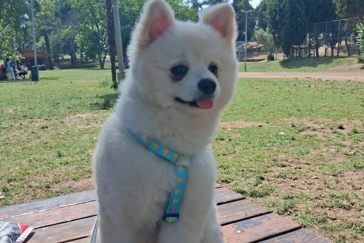 erkek pomeranian 7 aylık satılık 3