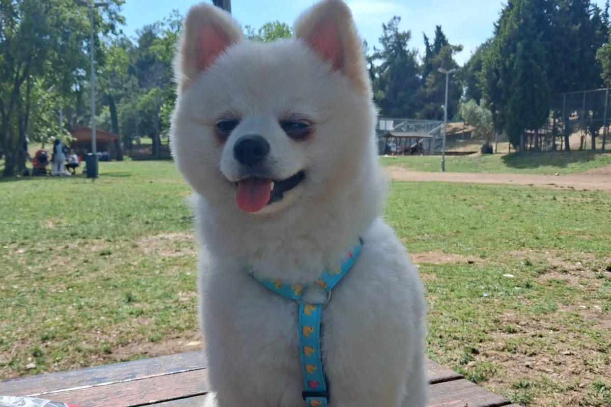 erkek pomeranian 7 aylık satılık 2