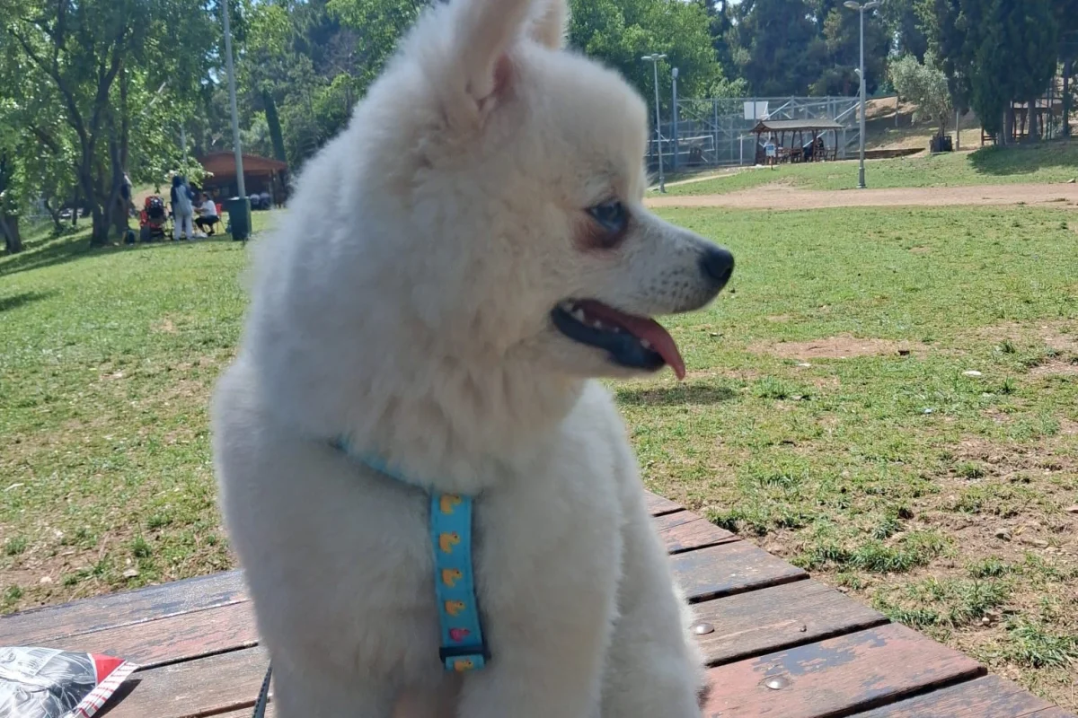 erkek pomeranian 7 aylık satılık 1