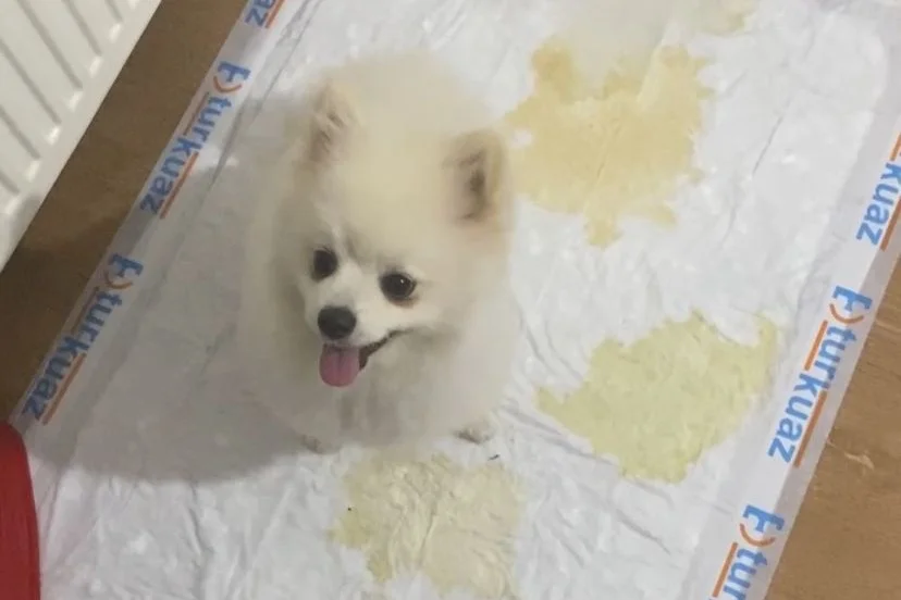 erkek pomeranian 7 aylık satılık 4