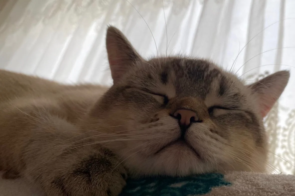 British Gri Beyaz Erkek Kedi Ücretsiz 3