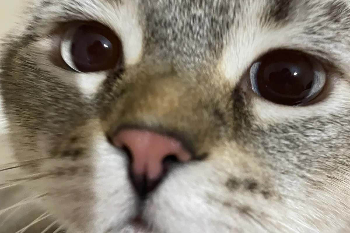 British Gri Beyaz Erkek Kedi Ücretsiz 2
