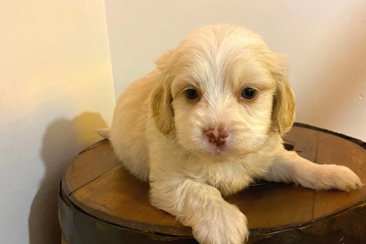 Ev Doğumu Maltipoo bebeklerimiz 1