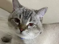 British Gri Beyaz Erkek Kedi Ücretsiz