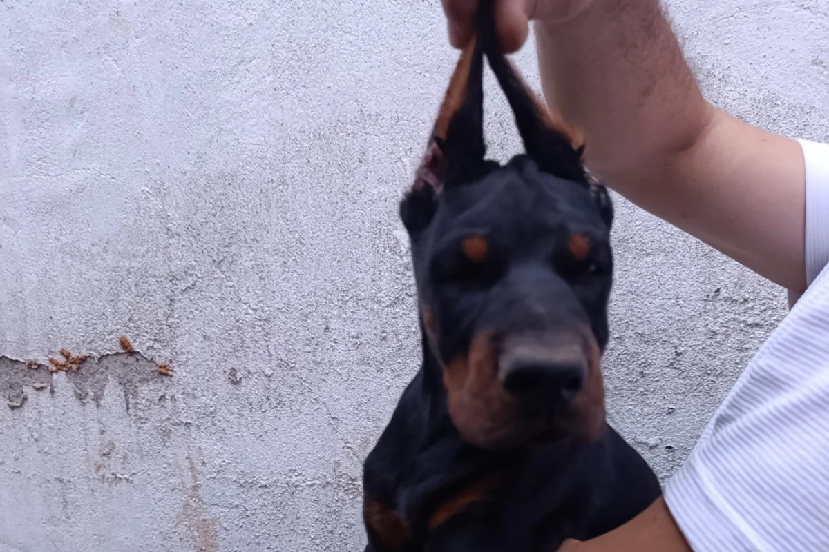 A ŞECERELİ Doberman yavruları tüm aşıları kontrolleri yapılmıştır 1