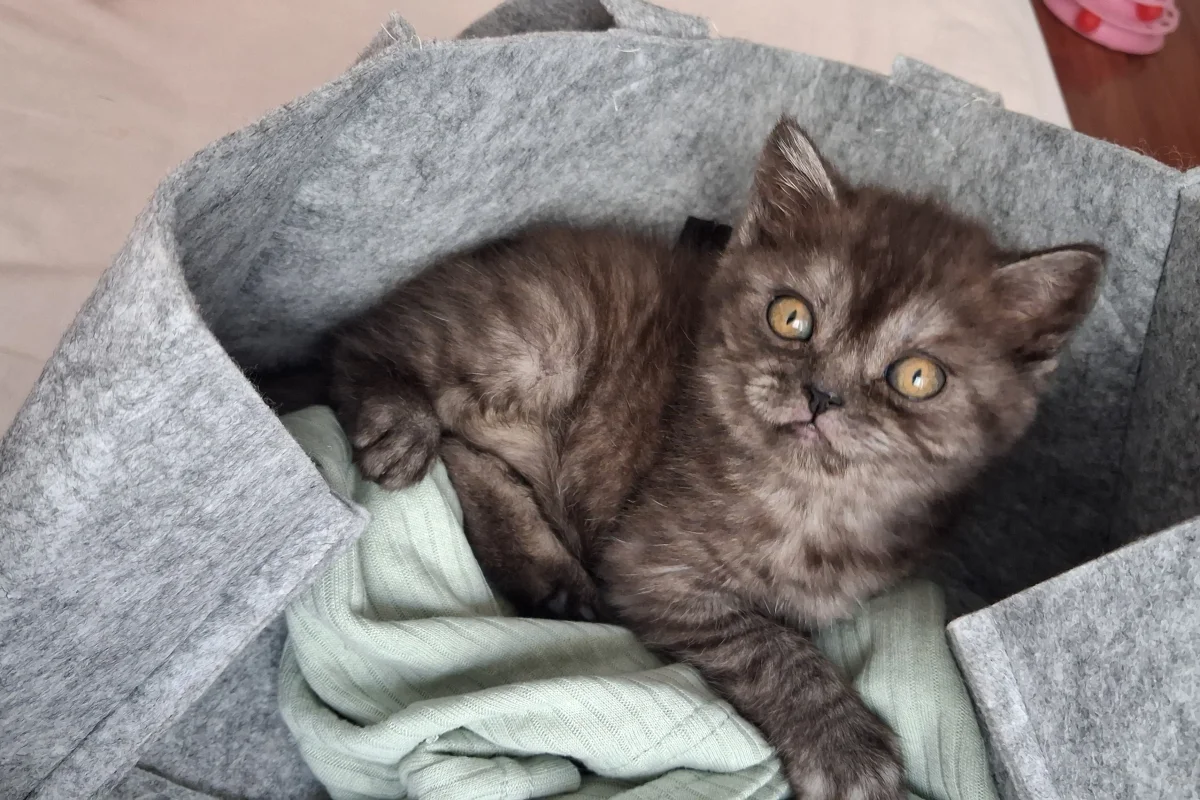 3 aylık British shorthair 1