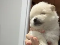 15 GÜNLÜK POMERANİAN YAVRULAR