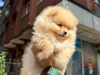 Dünyalar tatlısı japon pomeranian boo yavrularımız