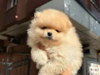 Dünyalar tatlısı japon pomeranian boo yavrularımız