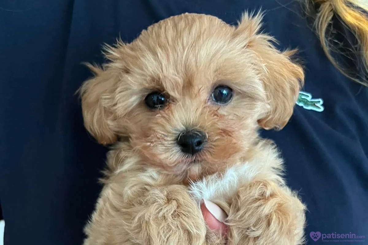Evde Büyüyen Maltipoo Bebeklerim 2