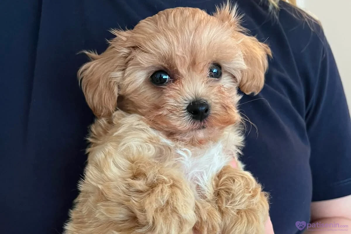 Evde Büyüyen Maltipoo Bebeklerim 1