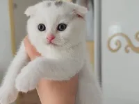 Minnoşlar teslime hazır