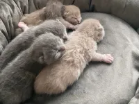 5 adet british shorthir
