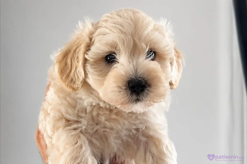 Evde Büyüyen Maltipoo Bebeklerim 3