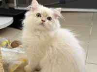Safkan anne baba dan safkan longhair golden yavrulat