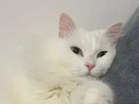 3 yaşında beyaz kelebek