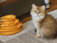 Golden ny 11 Longhair. Üst sekment bir yavru.
