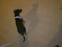 2 Aylık Safkan Doberman Yavrusu