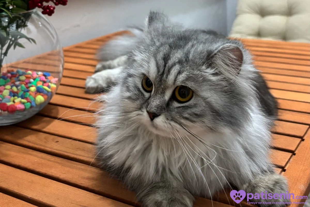 2 yaşında british longhair 1
