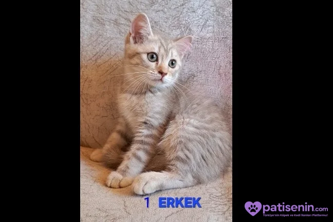 PAMUK ŞEKERLERİM🥰🍭 4