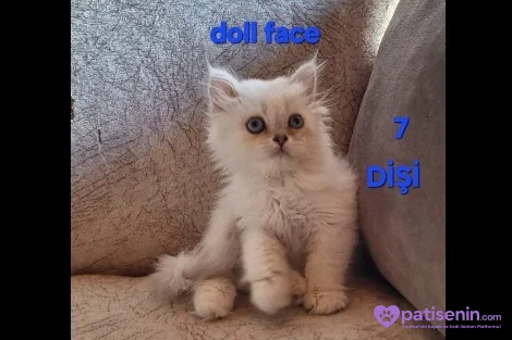 PAMUK ŞEKERLERİM🥰🍭 2