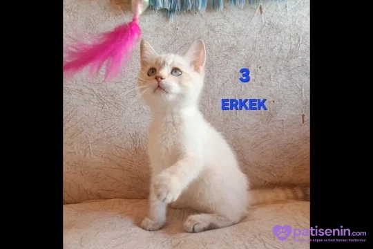 PAMUK ŞEKERLERİM🥰🍭 5
