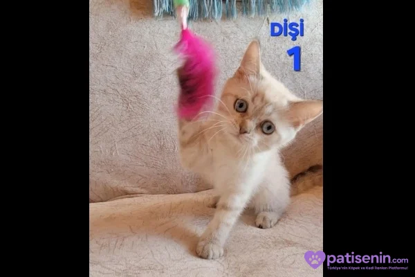 PAMUK ŞEKERLERİM🥰🍭 3