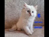 PAMUK ŞEKERLERİM🥰🍭