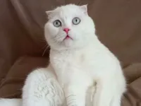 4 yaşında kısırlaştırılmıs beyaz scottish fold