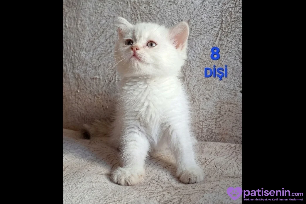 PAMUK ŞEKERLERİM🥰🍭 6