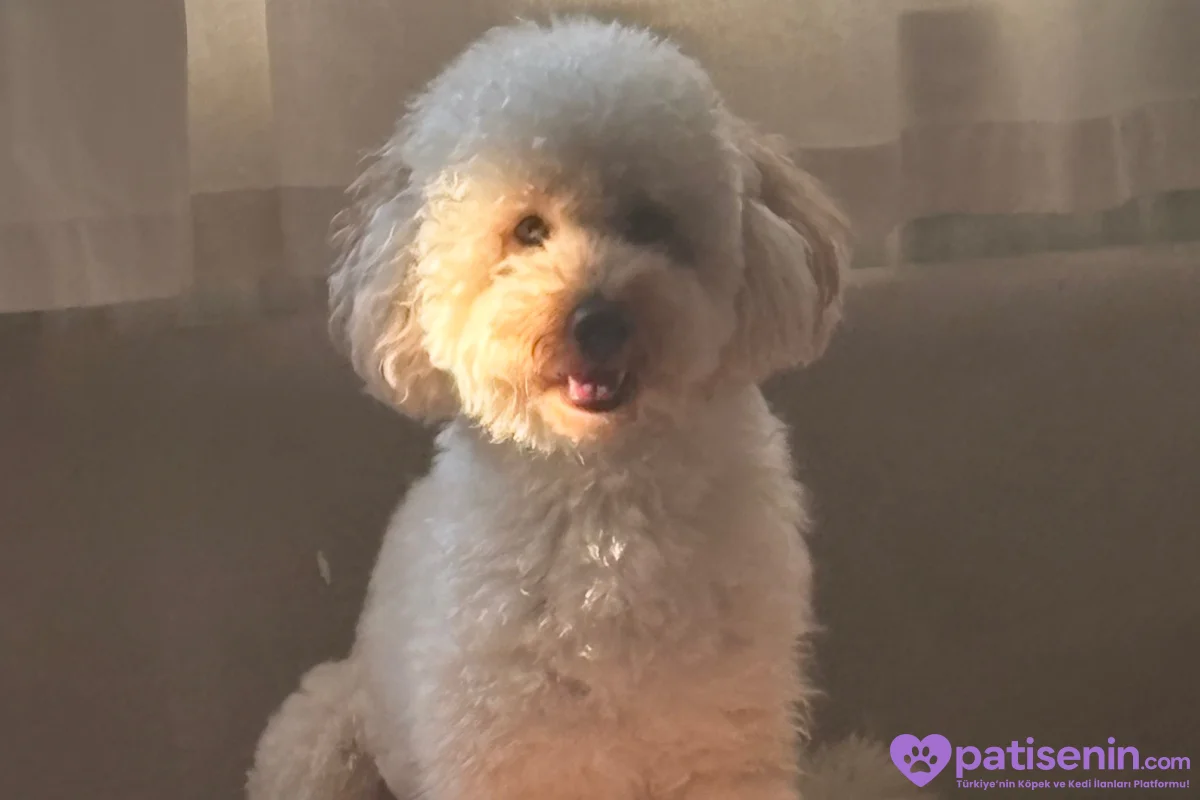 1.5 yaşında erkek poodle cookie 2