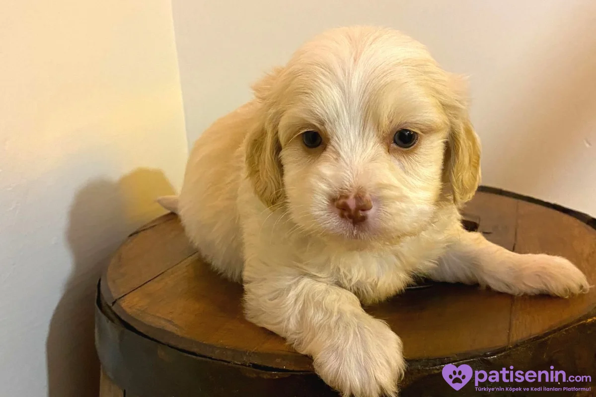 Ev doğumu maltipoo bebeklerimiz 1