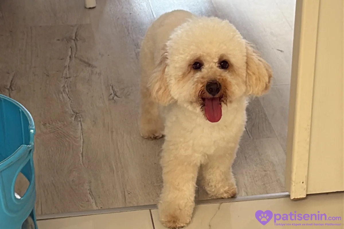 1.5 yaşında erkek poodle cookie 1