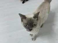 Siyam anne ve yavruları