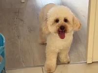 1.5 yaşında erkek poodle cookie
