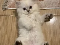 Safkan British Longhair Yavrumuz